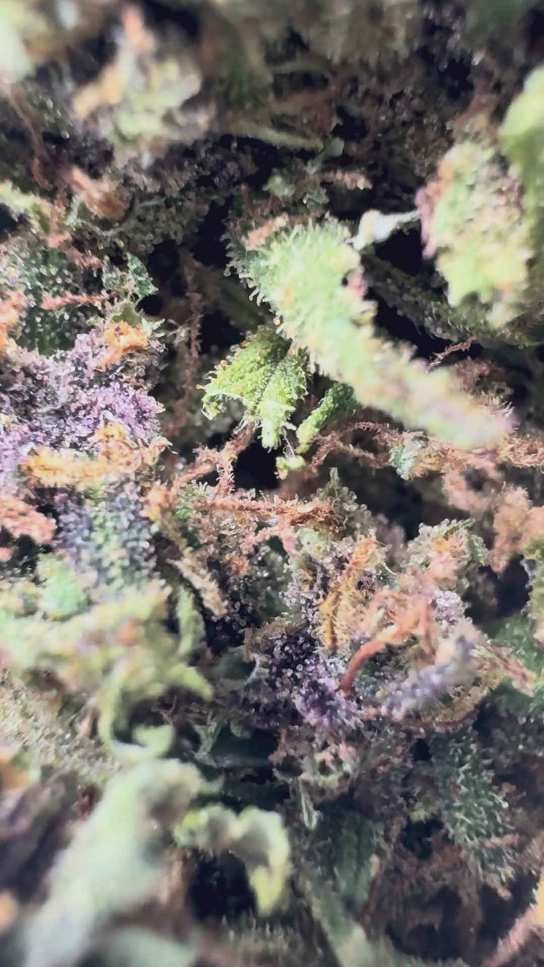 Purple Haze (2g) – Amsterdam Dreams