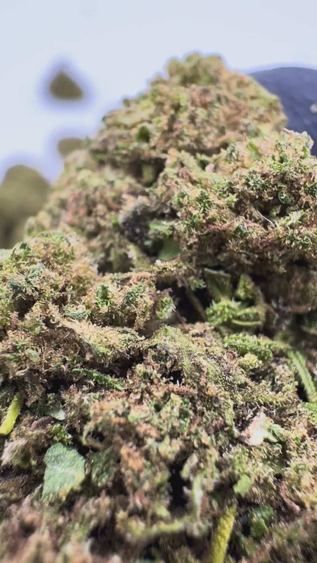 Gelato (2g)