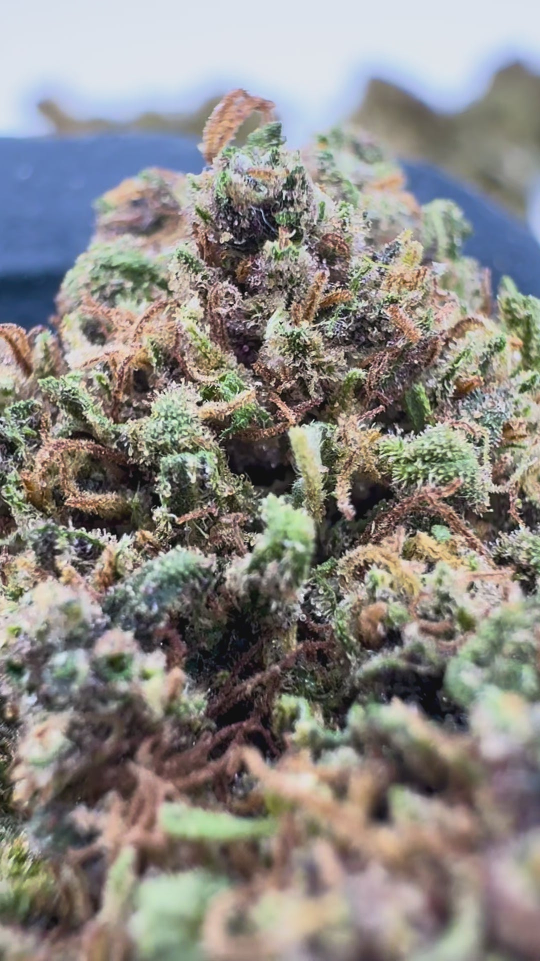 Gorilla Glue (2g).