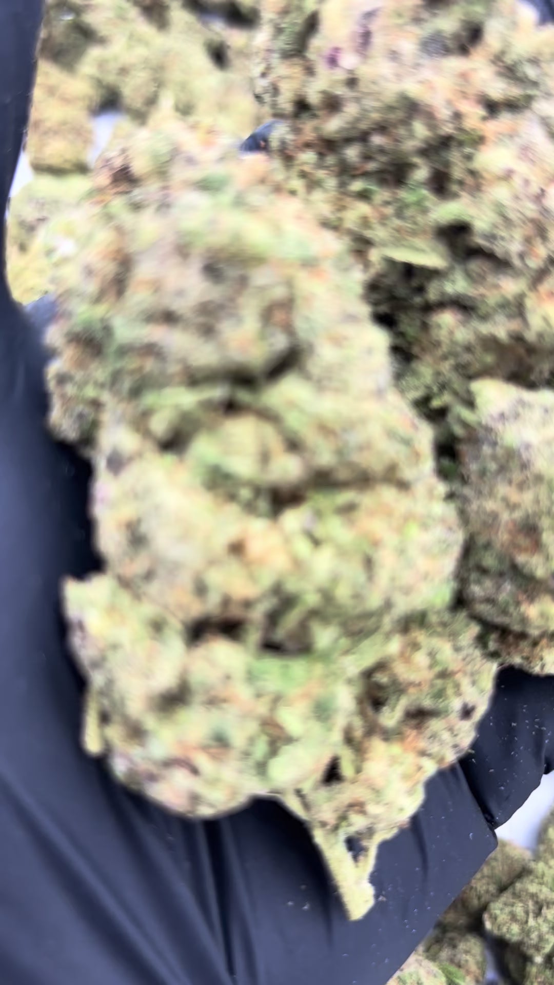 Oreo Cookies (1g)